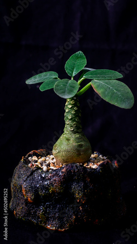 Closeup of Dorstenia foetida on dark background. Desert caudex plant on artisanal planter photo