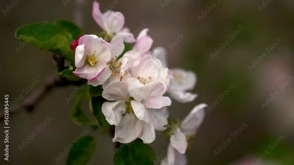 Beautiful Spring Apple tree flowers blossom, close up. Spring flowering apple tree on a background of blue sky at sunset. Spring orchard branches sway in the wind Beautiful Spring Apple tree flowers blossom, close up. Spring flowering apple tree on a background of blue sky at sunset. Spring orchard branches sway in the wind
