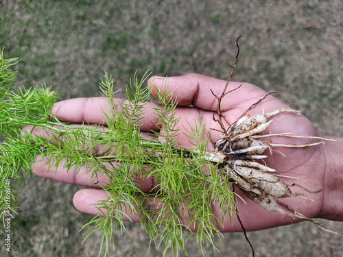 Asparagus racemosus or Shatavari botanical herb in India. Hand holding of roots of Asparagus racemosus. Tonic herb for women Helps balance the female hormonal system. photo