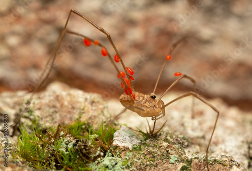 фотографія Harvestman with many parasites