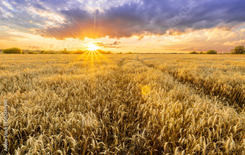 Amazing view at beautiful summer golden wheaten field with beautiful sunny sky on background, rows leading far away, valley landscape