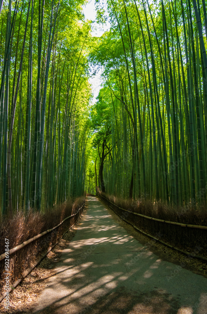 Fototapeta premium 京都嵯峨野の竹林