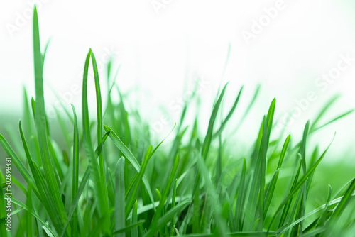 a fresh green grass against the sky