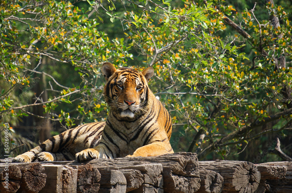 The tiger is lying on a wood log.