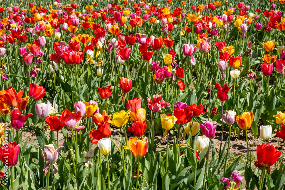 A colorful field full of blooming tulip flowers A colorful field full of blooming tulip flowers