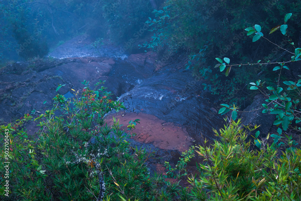 Obraz premium fish in the water