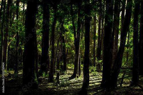 trees in the forest