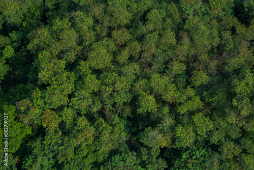 Top view forest for background