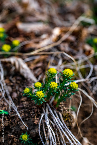 Euphorbia cyparissias flower growing in meadow, close up shoot	 photo