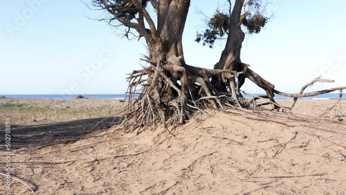 Beautiful tall Eucalyptus (Eucalypteae) tree at the beach near Essaouira, Morocco. Nature background footage in 4k. photo