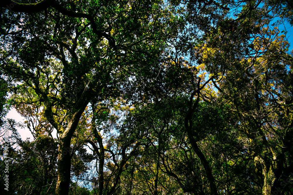 trees in the forest