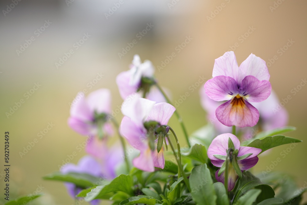 Obraz premium 寄せ植えしたビオラと姫コスモスのアップ