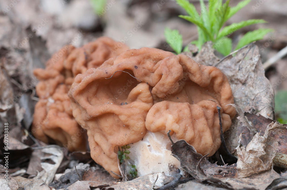 Gyromitra esculenta mushroom, close up Gyromitra esculenta mushroom, close up