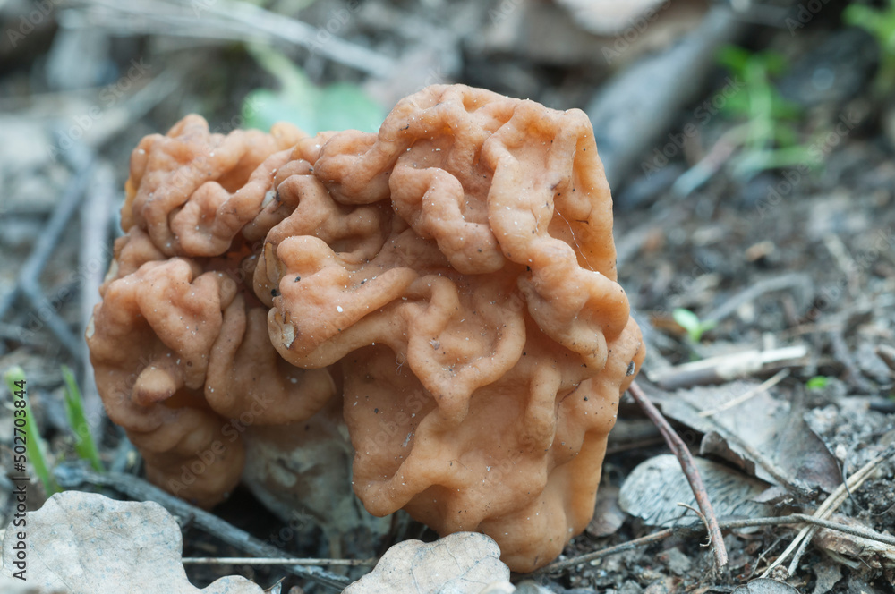 Gyromitra esculenta mushroom, close up Gyromitra esculenta mushroom, close up