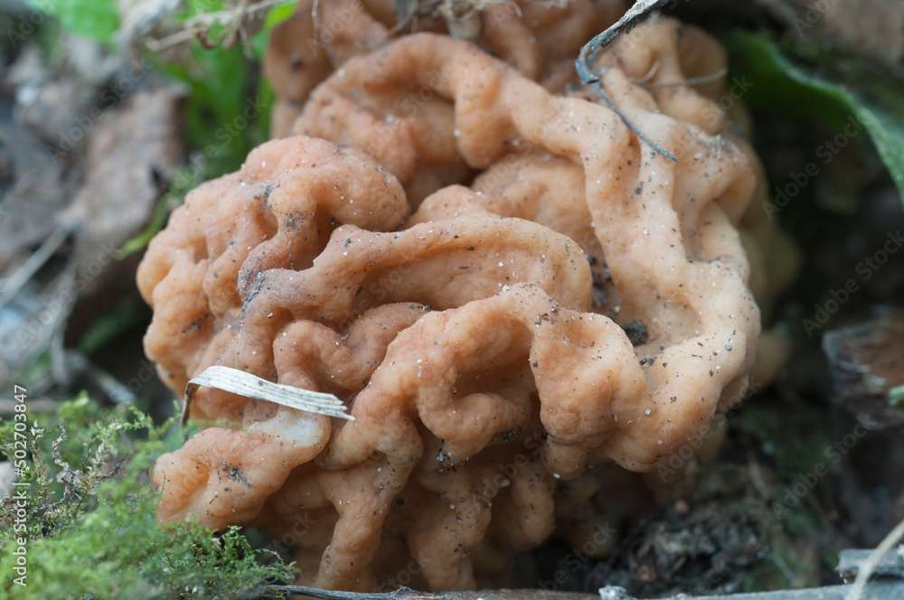Gyromitra esculenta mushroom, close up Gyromitra esculenta mushroom, close up