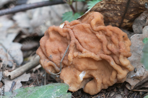 Gyromitra esculenta mushroom, close up