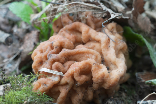 Gyromitra esculenta mushroom, close up