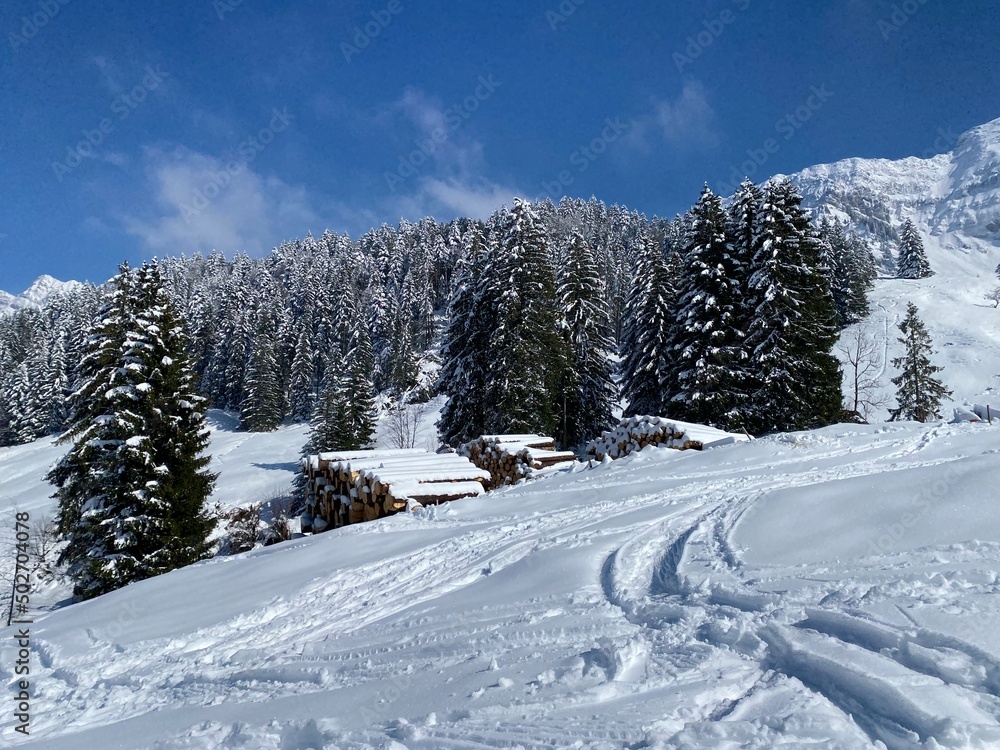 Fototapeta premium Wonderful winter hiking trails and traces on the slopes of the Alpstein mountain range and in the fresh alpine snow cover of the Swiss Alps, Nesslau - Obertoggenburg, Switzerland (Schweiz)