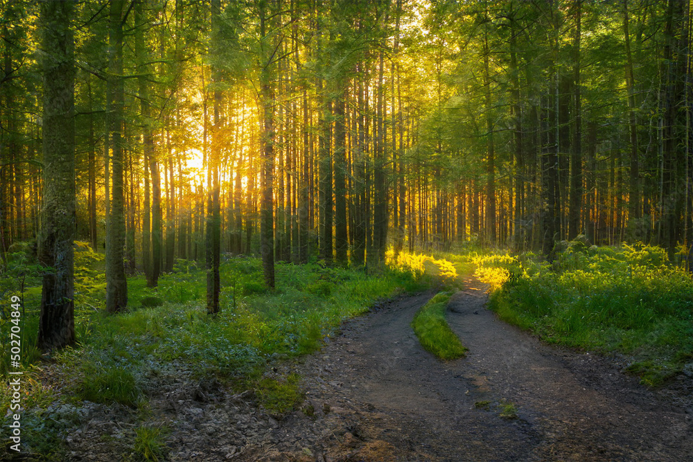 Fototapeta premium Magical sunset in the forest.