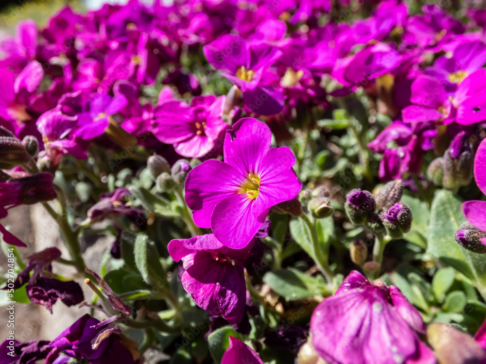 Close-up shot of the garden arabis, mountain rock cress or caucasian rockcress (Arabis caucasica wild) 'Heidi' flowering in spring with bright deep pink - purple flowers Close-up shot of the garden arabis, mountain rock cress or caucasian rockcress (Arabis caucasica wild) 'Heidi' flowering in spring with bright deep pink - purple flowers