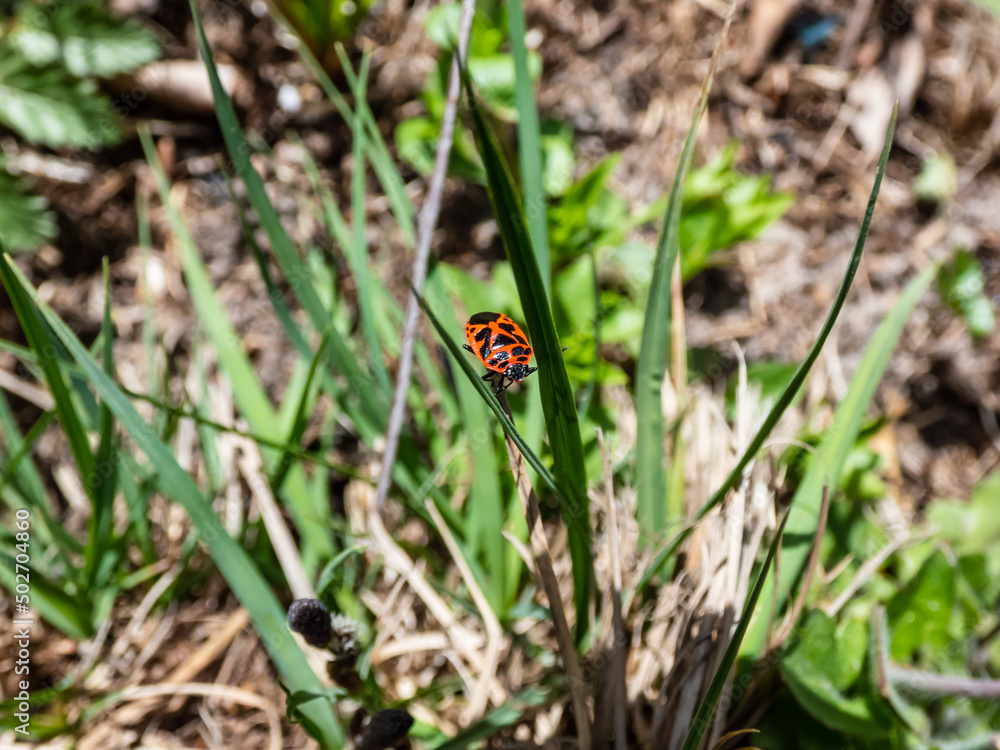 Close-up shot of the Scarlet Shieldbug (Eurydema dominulus) with red and black spots crawling on a plant stem in spring Close-up shot of the Scarlet Shieldbug (Eurydema dominulus) with red and black spots crawling on a plant stem in spring