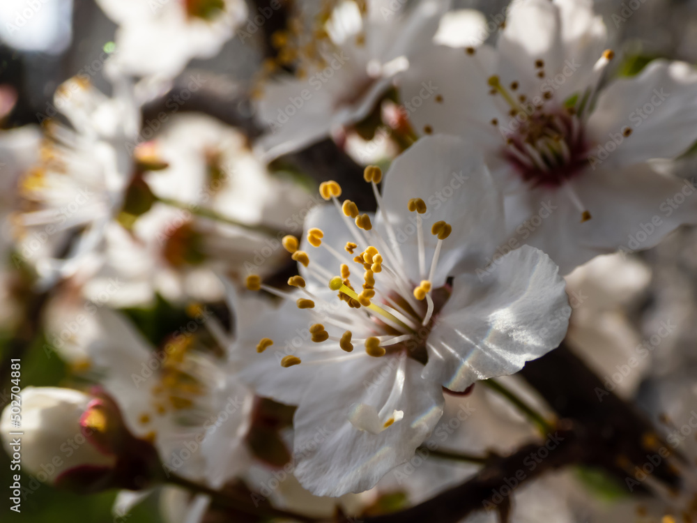 Close-up of a white plum tree flower blossoms growing in an orchard in spring in bright sunlight in golden hour lighting Close-up of a white plum tree flower blossoms growing in an orchard in spring in bright sunlight in golden hour lighting