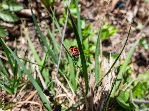 Close-up shot of the Scarlet Shieldbug (Eurydema dominulus) with red and black spots crawling on a plant stem in spring