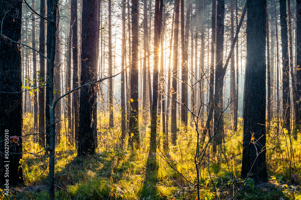 Obraz premium sunset in the forest