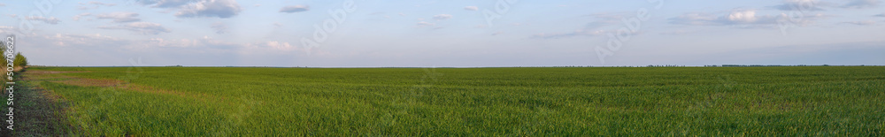 Obraz premium Panorama of a green field sown with wheat or rye