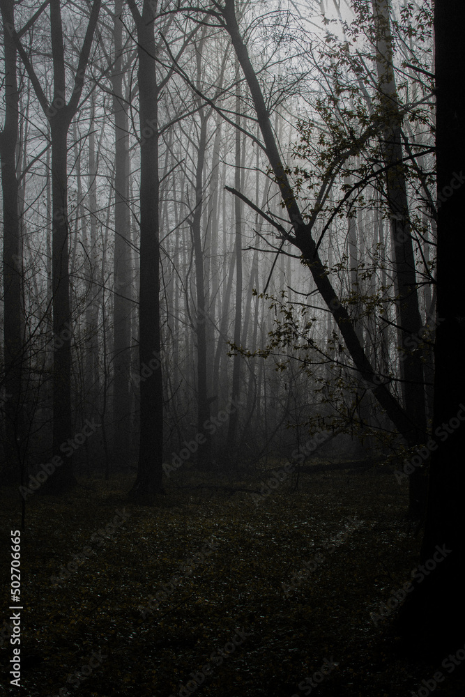 morning in the forest morning in the forest