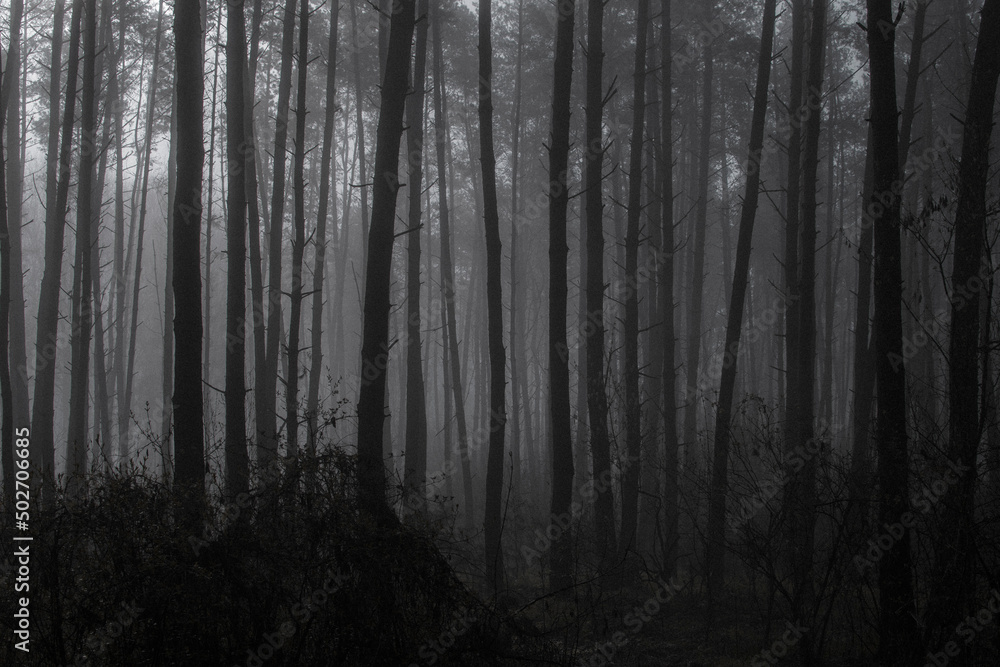 Obraz premium fog in the forest