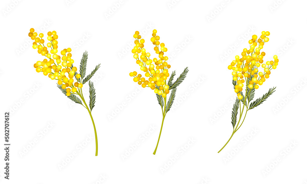Acacia Dealbata or Mimosa plant branches with bipinnate leaves and bright yellow flowerheads set vector illustration
