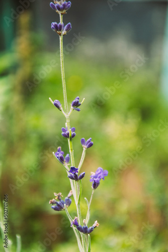 Purple lavender flower closeup with green grass