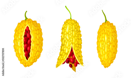 Ripe momordica charantia ripe exotic fruit set vector illustration