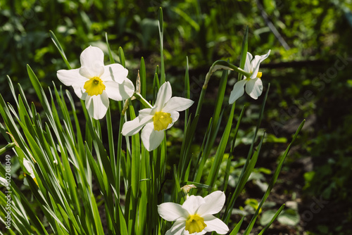 White daffodils with a yellow center in the garden