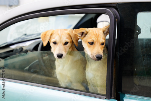 dog is watching in a car by the window ready to travel in traveling with pets concept