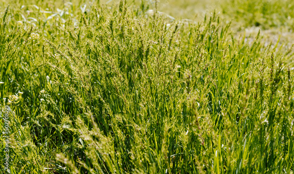 Close-up shot of fresh thick grass in the countryside