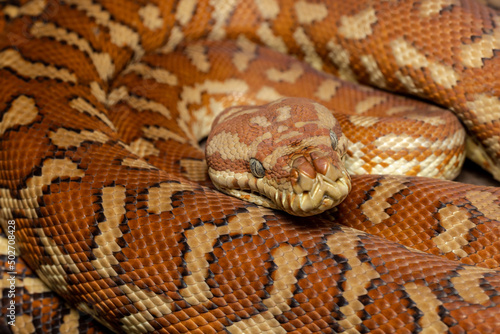 Centralian Carpet Python (Morelia bredli)