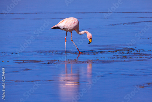 James's Flamingo (Phoenicoparrus jamesi) foraging in the half frozen salt lake of Salar Surire in northern Chile photo