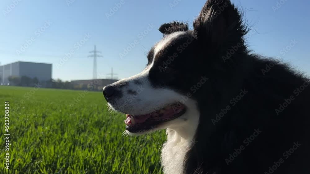 Close up shot of a dog panting and looking around on a sunny spring day. Green field and industrial buildings in the background. Close up shot of a dog panting and looking around on a sunny spring day. Green field and industrial buildings in the background.