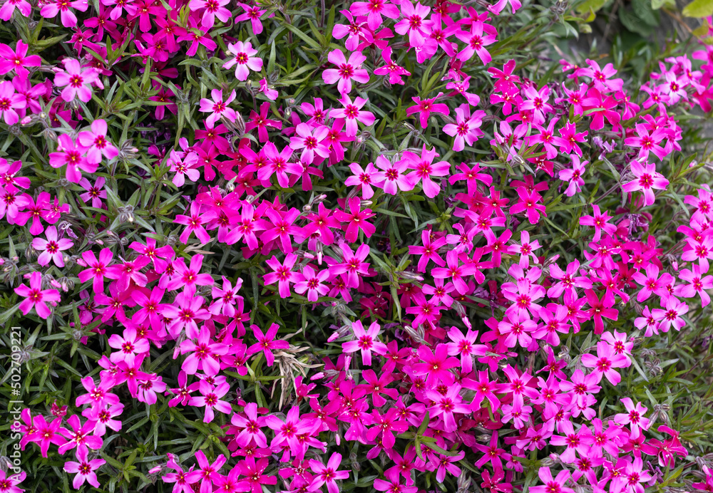 lilac aubrieta deltoidea flowers in the garden. lilac aubrieta deltoidea flowers in the garden.