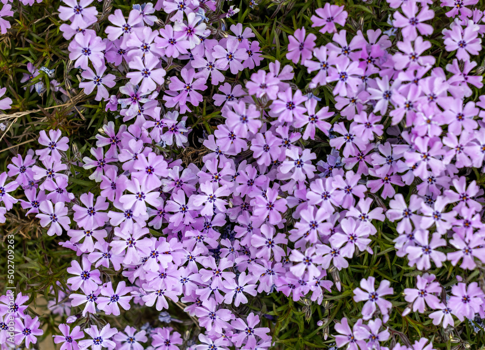 Fototapeta premium lilac aubrieta deltoidea flowers in the garden.
