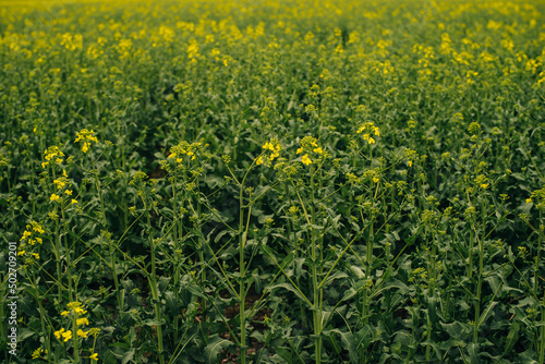Field of flowering rapeseed. Rapeseed background.