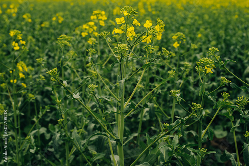 Field of flowering rapeseed. Rapeseed background.