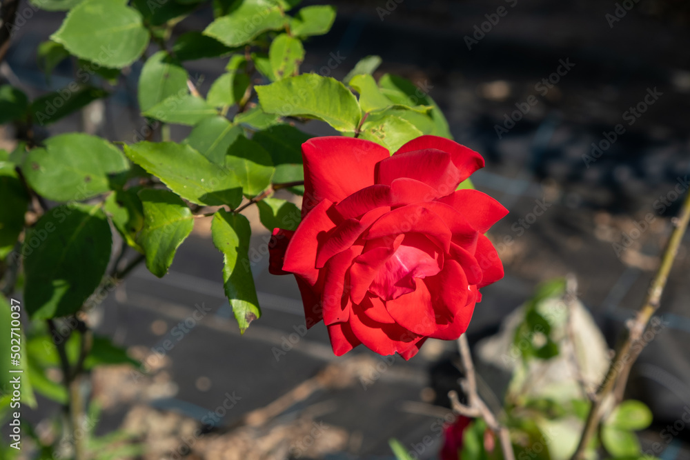 赤い薔薇の花