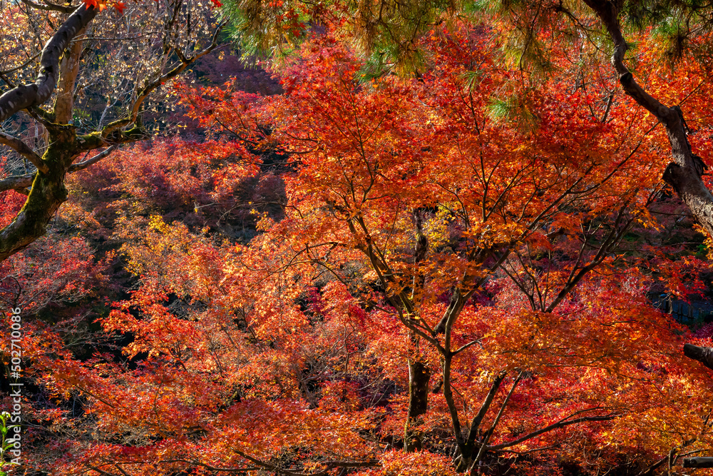 秋の京都・東福寺で見た、赤やオレンジ色の鮮やかな紅葉