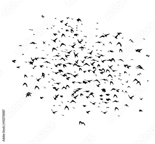 A flock of flying birds. Free birds. Flying seagulls. Vector illustration © Мария Неноглядова
