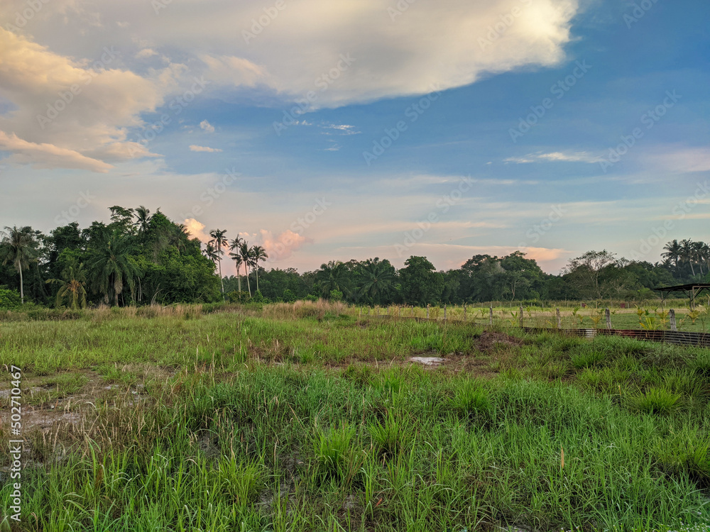 Green grass area to be planted with oil palm seedlings. Green grass area to be planted with oil palm seedlings.