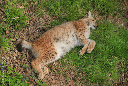 Photo Extermination du lynx