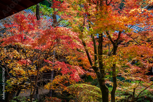 京都の永観堂（禅林寺）で見た、色鮮やかな紅葉